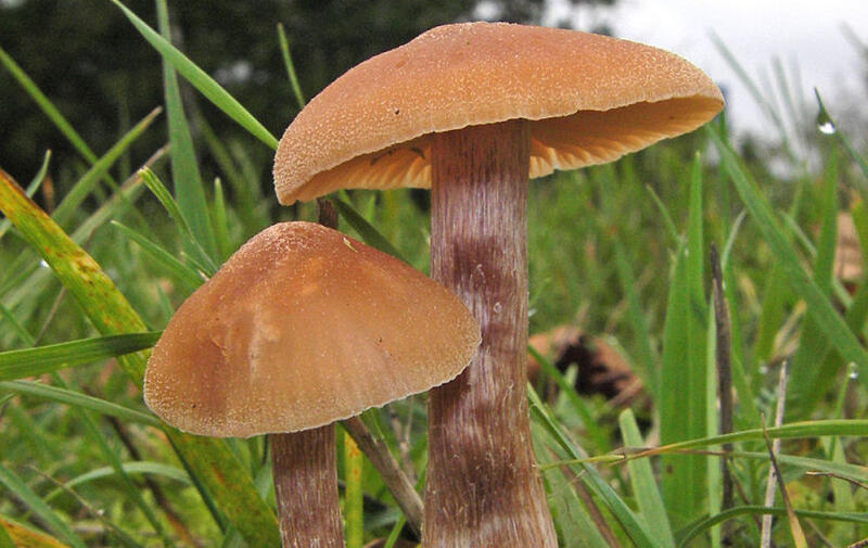 Дождь вызывает у грибов электрическую болтовню