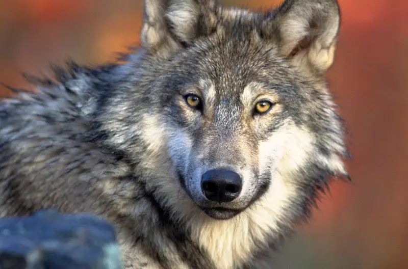 Волки нас слушают: удивительный эксперимент подтвердил, что они пытаются понять речь человека