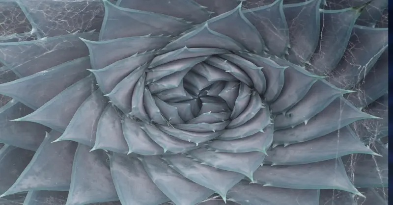 Ученые обнаружили окаменелое растение, которое меняет представление о роли чисел Фибоначчи в природе