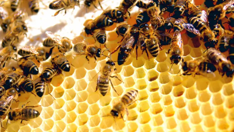Как геометрия решает архитектурные проблемы пчел и ос