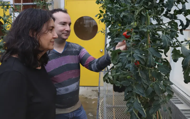 Как уникальная мутация помидора может изменить устойчивое сельское хозяйство