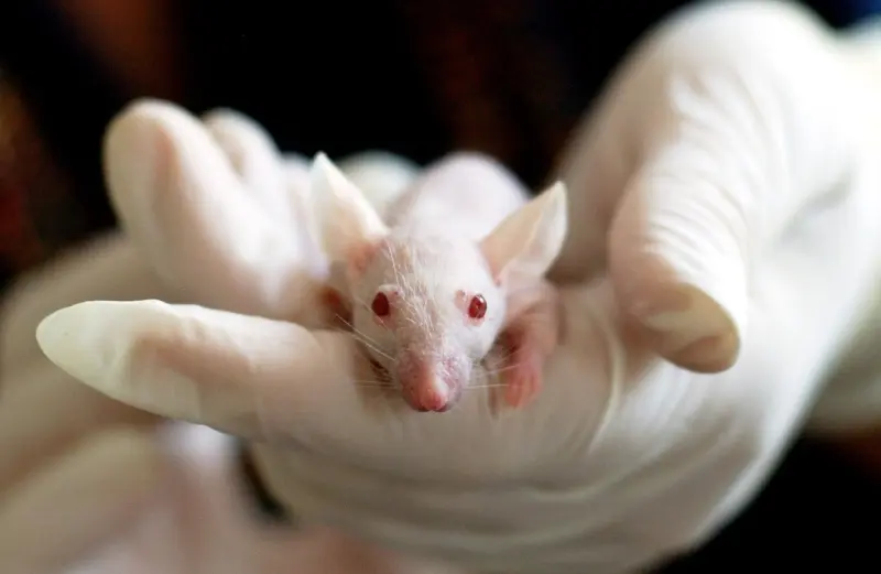 Выдал «левый» шланг в стене: в США накрыли подпольную биолабораторию с заражёнными мышами
