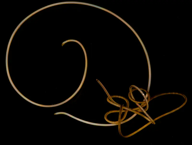 Эволюция вспять: Где и почему зомбирующие черви-паразиты растеряли часть генов