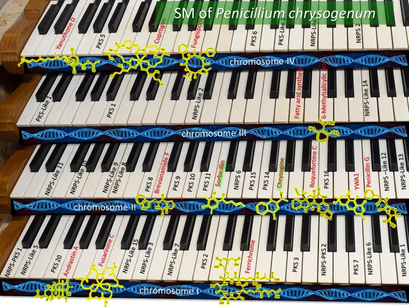 Грибная соната: как «принцип фортепиано» помогает понять вторичный метаболизм грибов