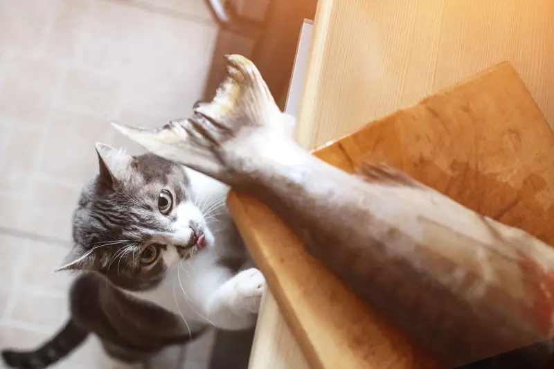 Кошки без сладкого, но с тунцом: секреты вкуса у кошачьих