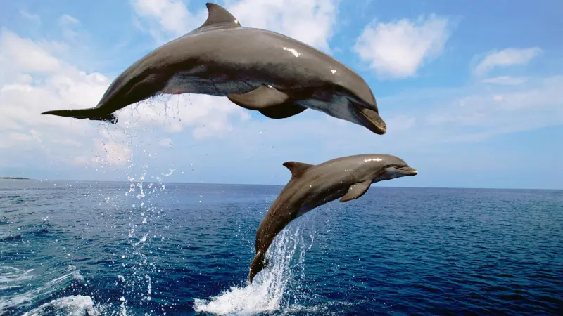 Дельфины-афалины способны чувствовать электрическое поле
