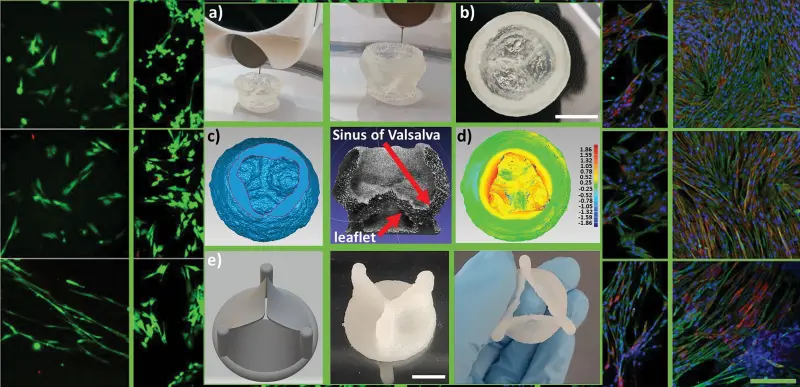 Канадские исследователи создали биочернила для 3D-печати сердечных клапанов
