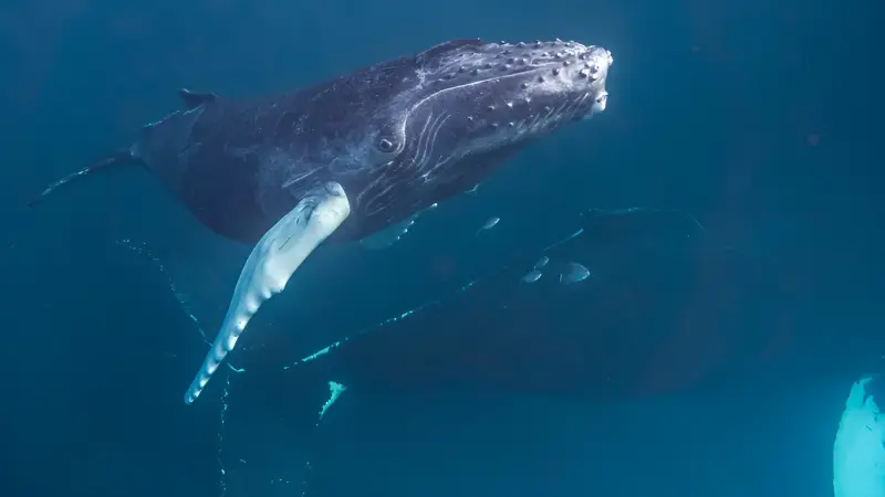 Учёные тренируются общению с инопланетянами на горбатых китах