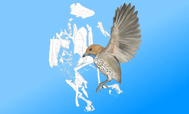 Ископаемая странная птица была первой в своём роде без зубов