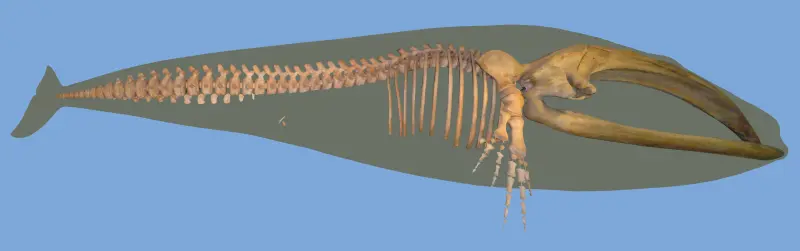 «Цветы» на костях: куда со дна моря исчезают скелеты китов?