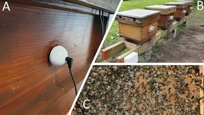 Реакция в улье на вибрации извне помогла узнать о здоровье пчёл