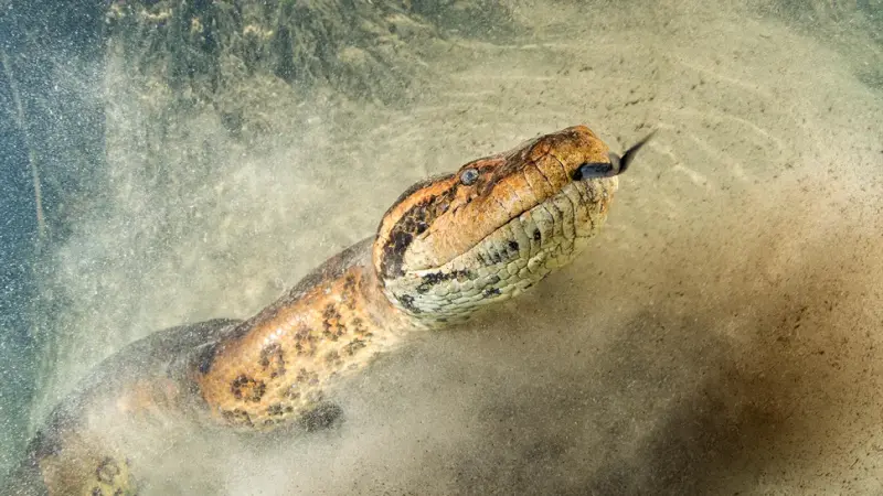 В Индии найдена самая большая за всю историю змея