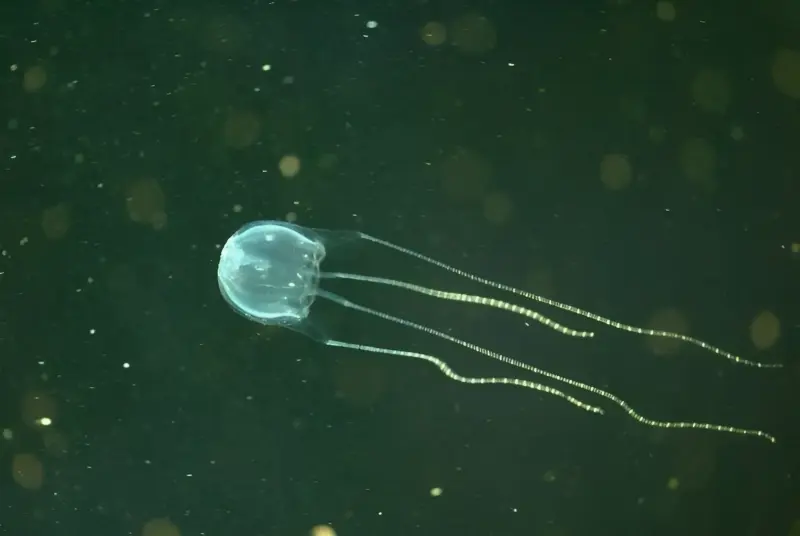 Удивительные твари: зачем доктор Джек Барнс ужалил страшной медузой своего 10-летнего сына