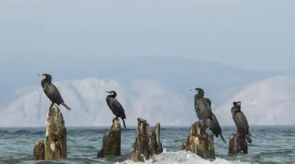 Что не так с отстрелом бакланов на Байкале: почему иркутский биолог раскритиковал планы областной администрации?