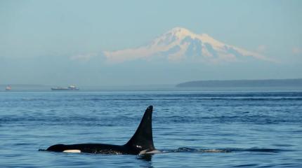 Киты-убийцы замечены в каннибализме? Российские ученые обнаружили окровавленные плавники на берегу