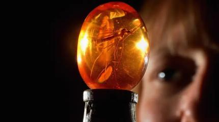 Главная идея фильма «Парк юрского периода», которую наука считала фантастикой, оказалась очень даже реальной