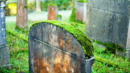 Кусочек мха помог раскрыть запутанное дело о разграблении могил