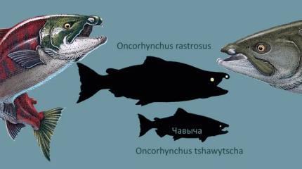 У крупнейшего ископаемого лосося нашли бивни