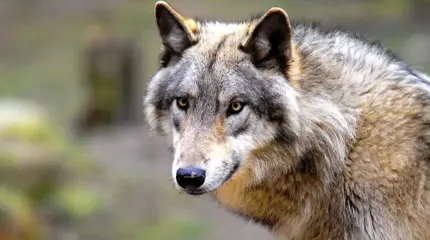 Совершенно случайно выяснилось: волки гораздо умнее, чем считали зоологи