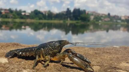 Как герой-летчик Байдуков «заселил» раками озеро Балхаш?