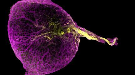 Три органа в одном? Ученые разгадывают загадочную роль желточного мешка человека
