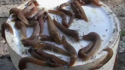Гигантские слизни атакуют Москву: почему ученые называют это нашествие беспрецедентным? Гигантские слизни атакуют Москву: почему ученые называют это нашествие беспрецедентным?