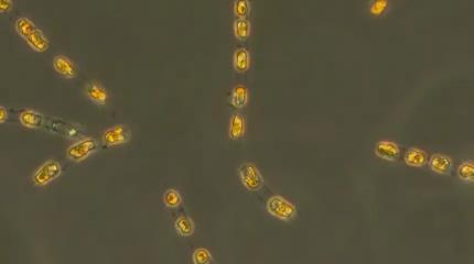 Экология воскрешения: учёные вернули к жизни водоросли возрастом 7000 лет Экология воскрешения: учёные вернули к жизни водоросли возрастом 7000 лет