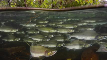 Стайные рыбы тратят меньше энергии в бурной воде, чем одиночки