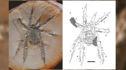 Странные пауки ходили по Земле 308 млн лет назад