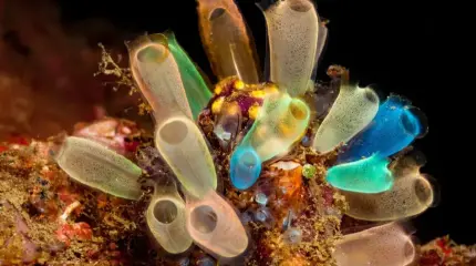 Новое исследование показало: «пришельцы» правят дном арктических морей вот уже полмиллиарда лет