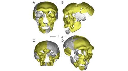 Останки, найденные в Китае, могут принадлежать третьему человеческому виду