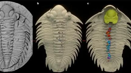 Уникальная окаменелость трилобита спустя сто лет рассказала о его последней трапезе