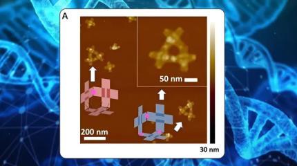 Построенные из ДНК крошечные роботы смогут воспроизводить самих себя