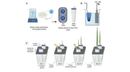 Шведские исследователи разработали «электронную почву», которая ускоряет рост растений
