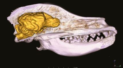 От волка к собаке: как изменился мозг наших верных спутников