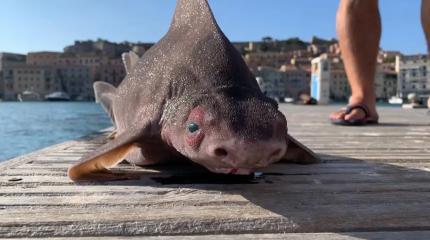 Оказалось, что угловатая акула со свиной мордой хрюкает при поимке