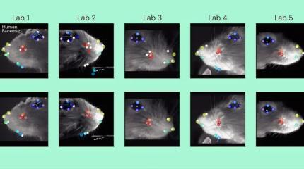 Инструмент Facemap: мысли мышей научились читать по их мордочкам