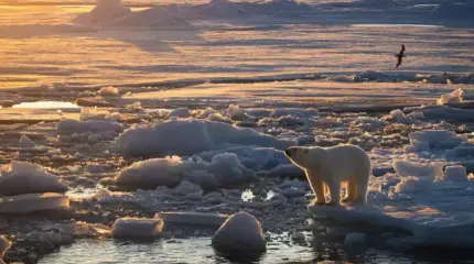 Вымирание откладывается: белые медведи на этом острове стремительно набирают вес