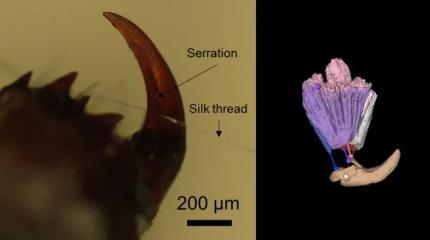 Эффективность максимальна: паучьи клыки оказались необычайно мощными резаками
