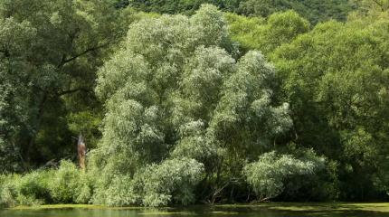 В коре ивы нашли неопознанного убийцу разнообразных вирусов