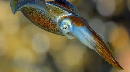Морских гадов начали изучать, вылавливая их ДНК Морских гадов начали изучать, вылавливая их ДНК