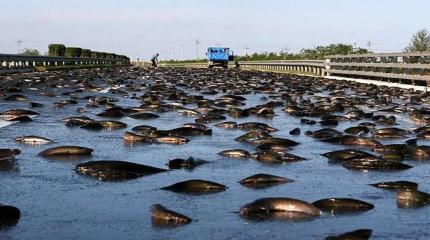 Аномальный дождь из рыбы: 150 лет ученые не могут объяснить эту тайну природы
