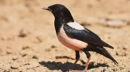 Это удивительно: в среднем полосе России стали массово появляться редкие птицы