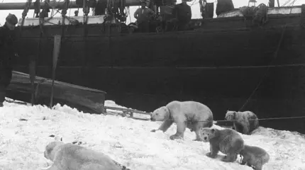 Вместо ездовых собак… полярные медведи: чем закончились эксперименты путешественника Седова?