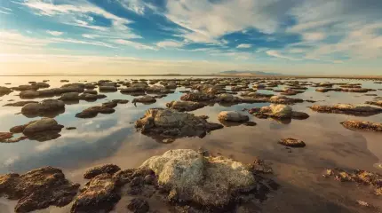 Мощнее леса в десятки раз: в ЮАР нашли «живые камни», которые выкачивают CO₂ с бешеной скоростью