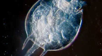 Загадочный орган 1000-клеточного микросущества поставил в тупик современную биологию