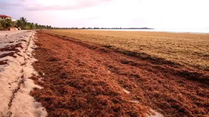 Огромный пояс из водорослей, простирающийся от Африки до Карибского бассейна, полностью меняет облик Атлантического океана