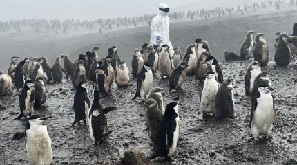 Учёные в Антарктиде отслеживают загадочный вирус, который может истребить пингвинов и других полярных животных