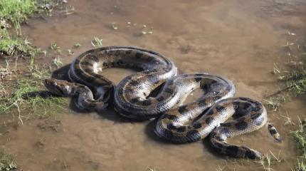 Самая большая змея мира: почему анаконда не меняет размер 12 миллионов лет подряд?