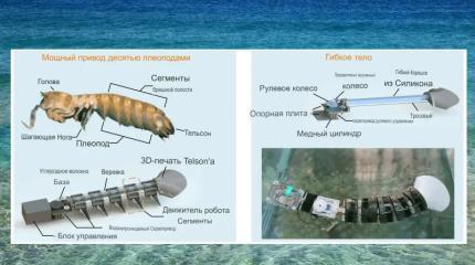 Для подводного робота взяли пример с рака-богомола для проверки узких мест